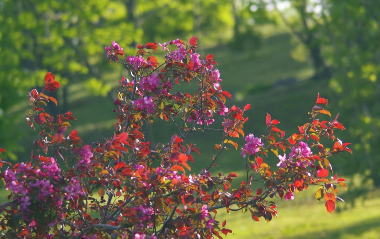 Приклад ресторанної флористичної композиції